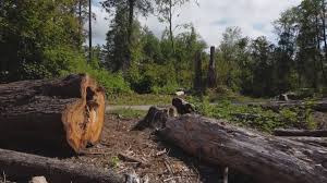 Best Tree Trimming and Pruning  in Cobden, IL