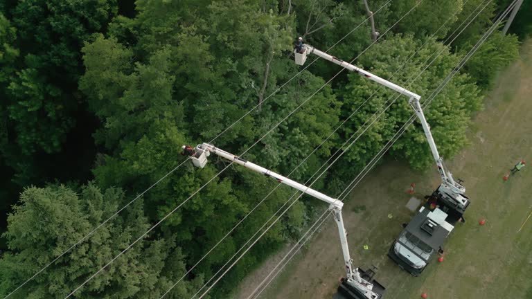 Best Commercial Tree Services  in Cobden, IL