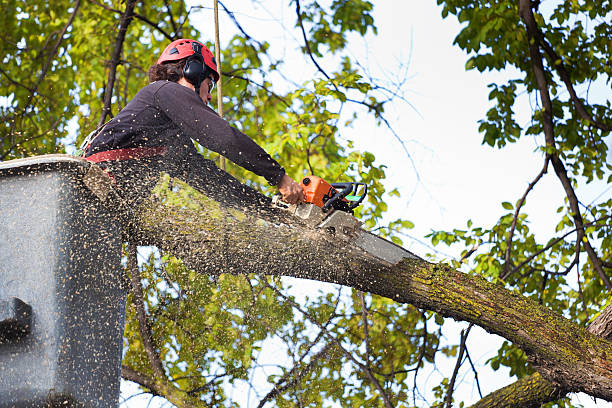 Best Seasonal Cleanup (Spring/Fall)  in Cobden, IL
