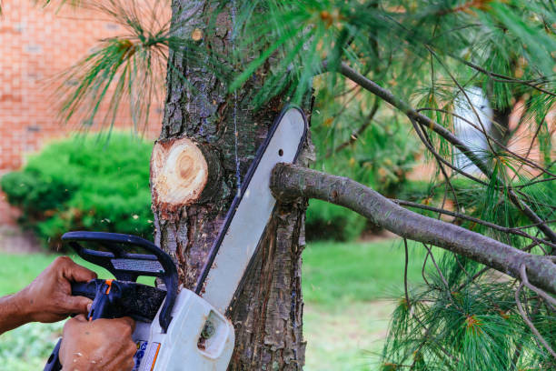 Best Tree Removal  in Cobden, IL